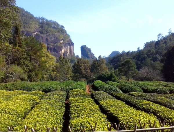 御茶园老总_重庆茶园观山御景