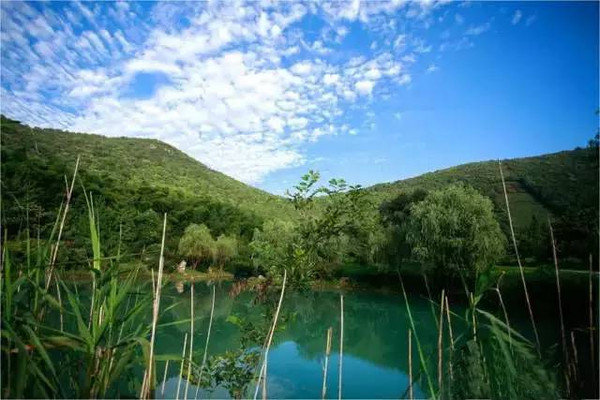 300余亩碧绿的茶园,在叆叇岭漫山铺展开来,就像一张宏大的水彩画卷