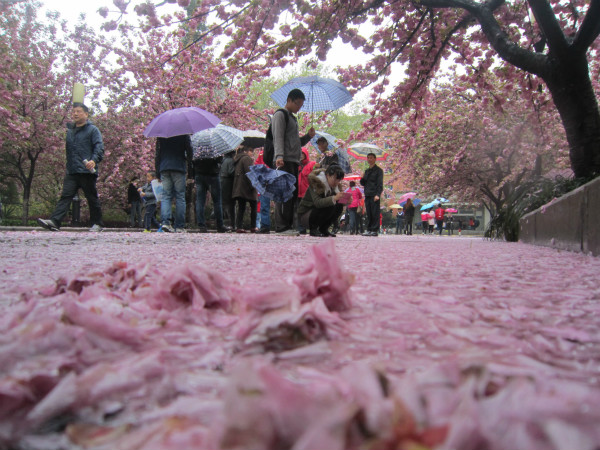 合肥:冷雨中赏樱花别有意境,邂逅樱花仙子独特浪