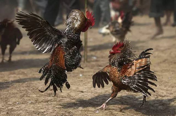 斗鸡在中国古代有十分悠久的传统和文化,是一项上至君王下至平民百姓