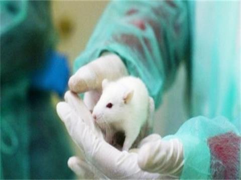 日本成功克隆老鼠 可望用于濒危动物繁殖