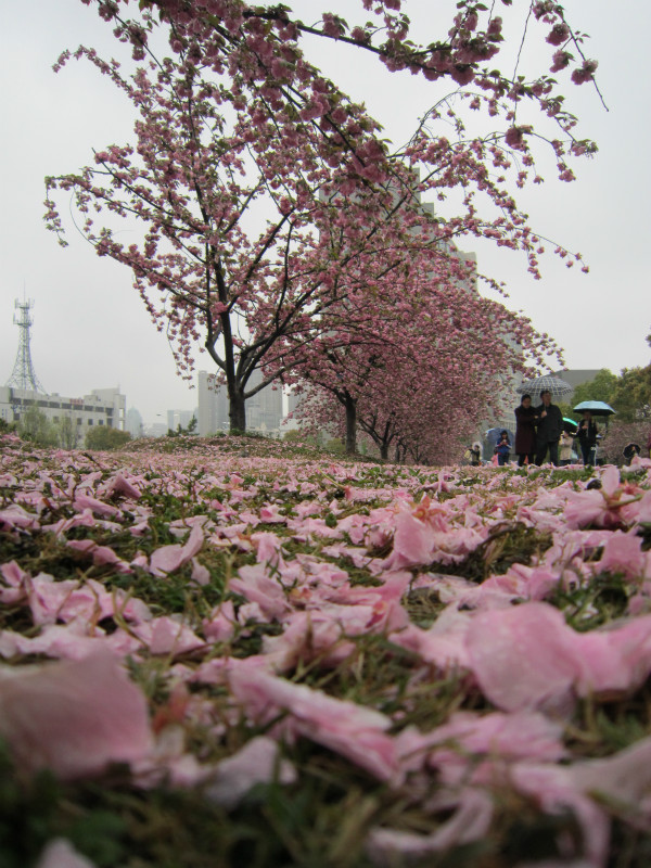 樱花花瓣随风雨飘落犹如"樱花雨",与树上的樱花形成一道亮丽的风景