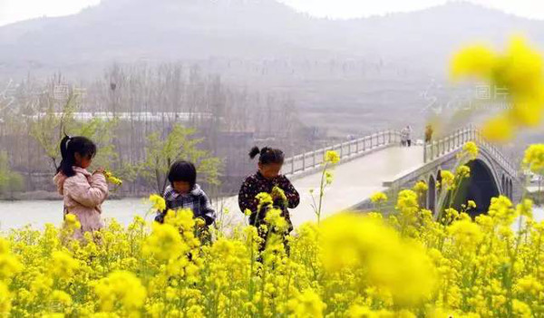 枣庄水泉镇樱花岛"油菜花主题公园"上种植的300多亩油菜花迎春绽放