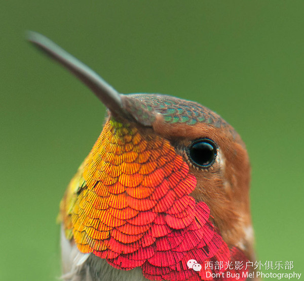 蜂鸟大全,20个蜂鸟特写,中国没有蜂鸟