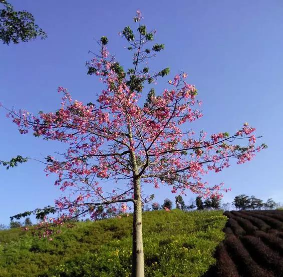 13,大腹木棉72最佳赏花点:湿地花园花桥广场附近,茵特拉根小镇72