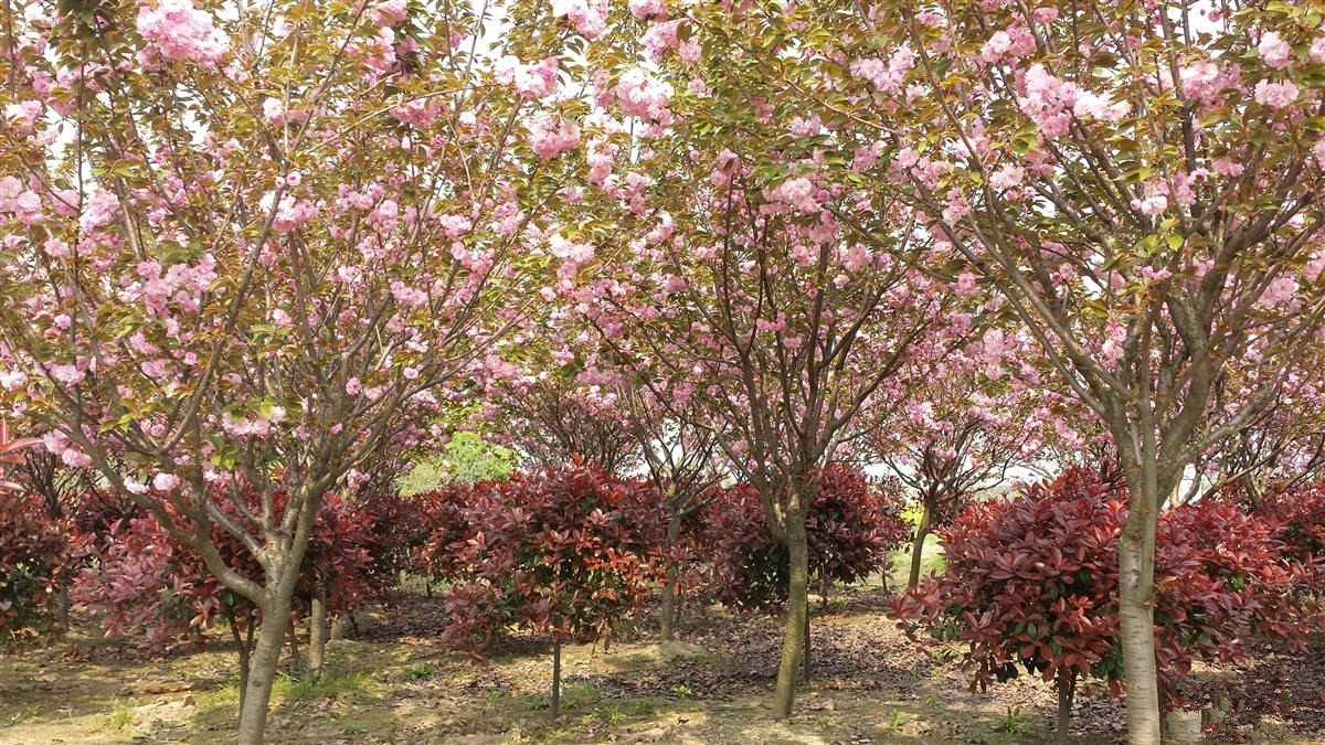 南溪公园樱花季节开放,美丽如痴如醉