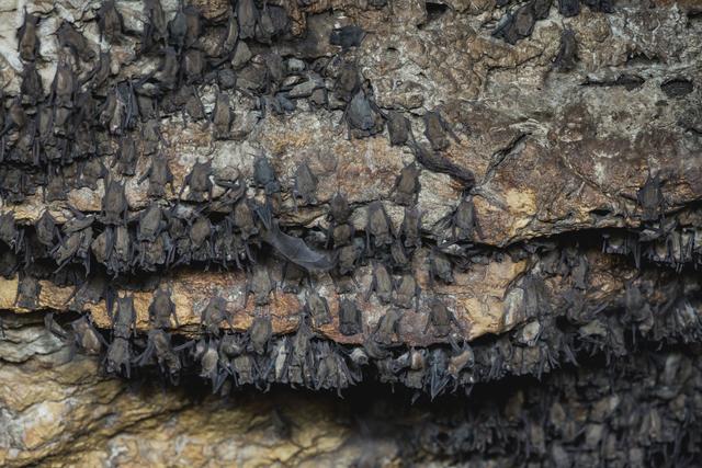 世界上最大的蝙蝠洞穴:布兰肯洞穴 - 微信公众