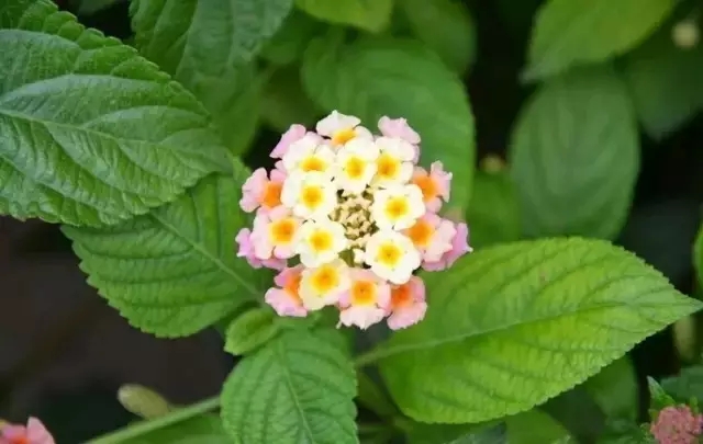 带孩子赏花踏青,这些有毒花草千万别让孩子碰!