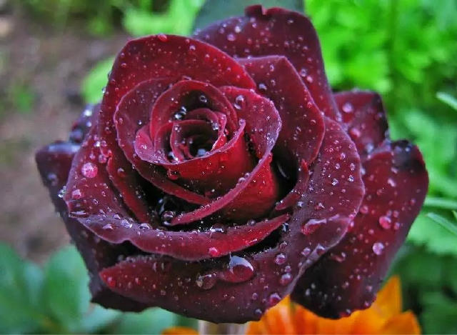 高冷女神范儿黑玫瑰---稀有!