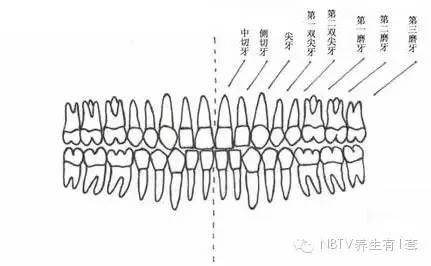 "虎牙"决不能随便拔除,因为上颌尖牙在口腔中起着其他牙无法代替的