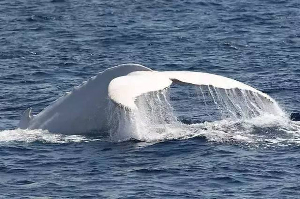[鲸闻]|全球唯一被记录的白色座头鲸!