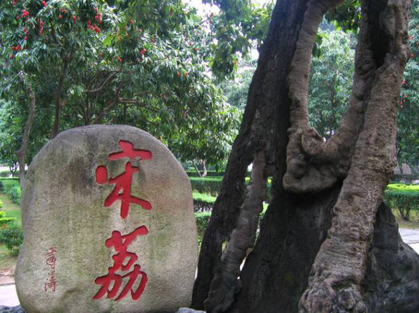 是福州人都知道,在西禅寺有一株千年荔枝树"宋荔,是从宋代遗留