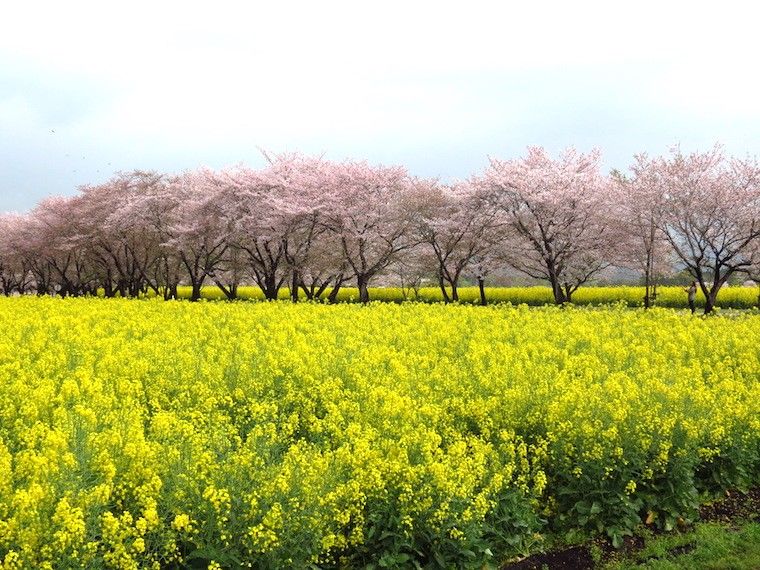 绝美樱花,精选日本九州5大赏樱地