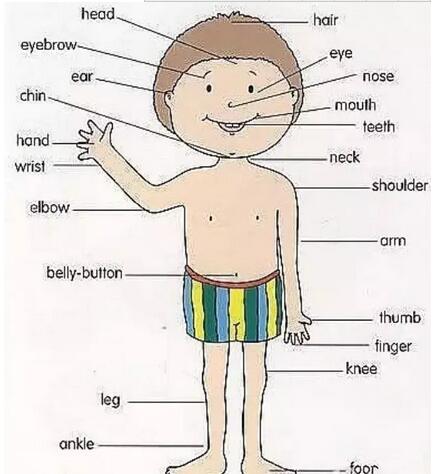 人体各个部位的英文名称及配图很全很实用