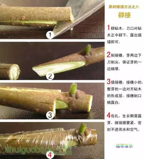 【辽宁乡广·技术】12种果树嫁接法演示图