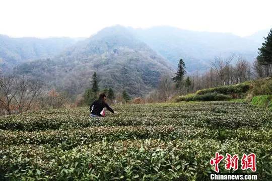 陇南康县,阳坝茶园.