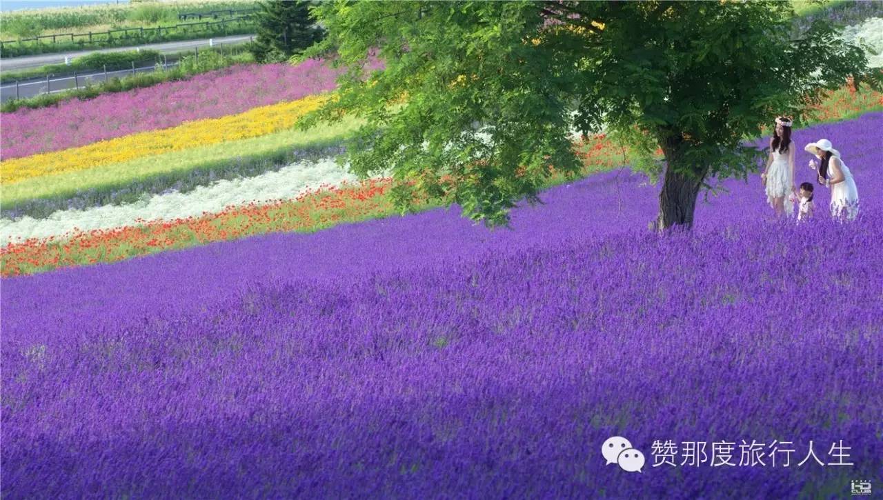 普罗旺斯太远 先带宝贝去北海道纵情薰衣草花海吧