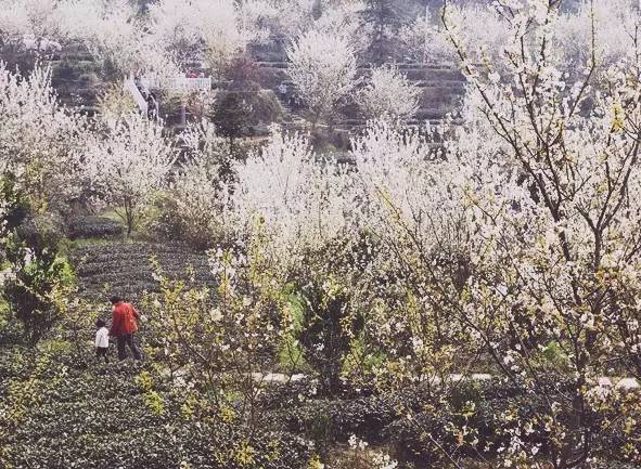 二月樱花开,四月樱桃红,成都周边可以摘恩桃儿咯!-搜狐旅游