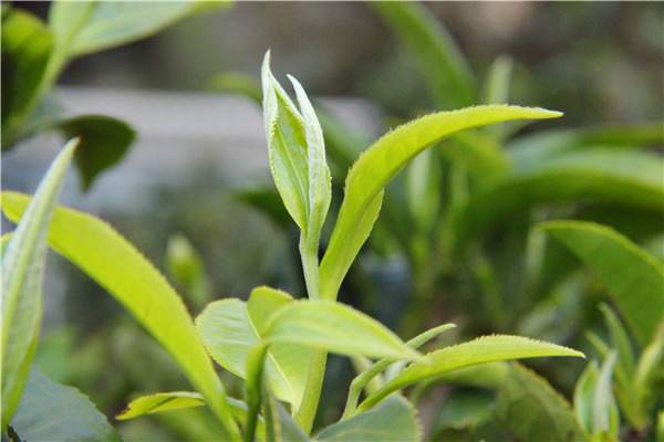 错过了明前茶,可别再错过雨前茶了