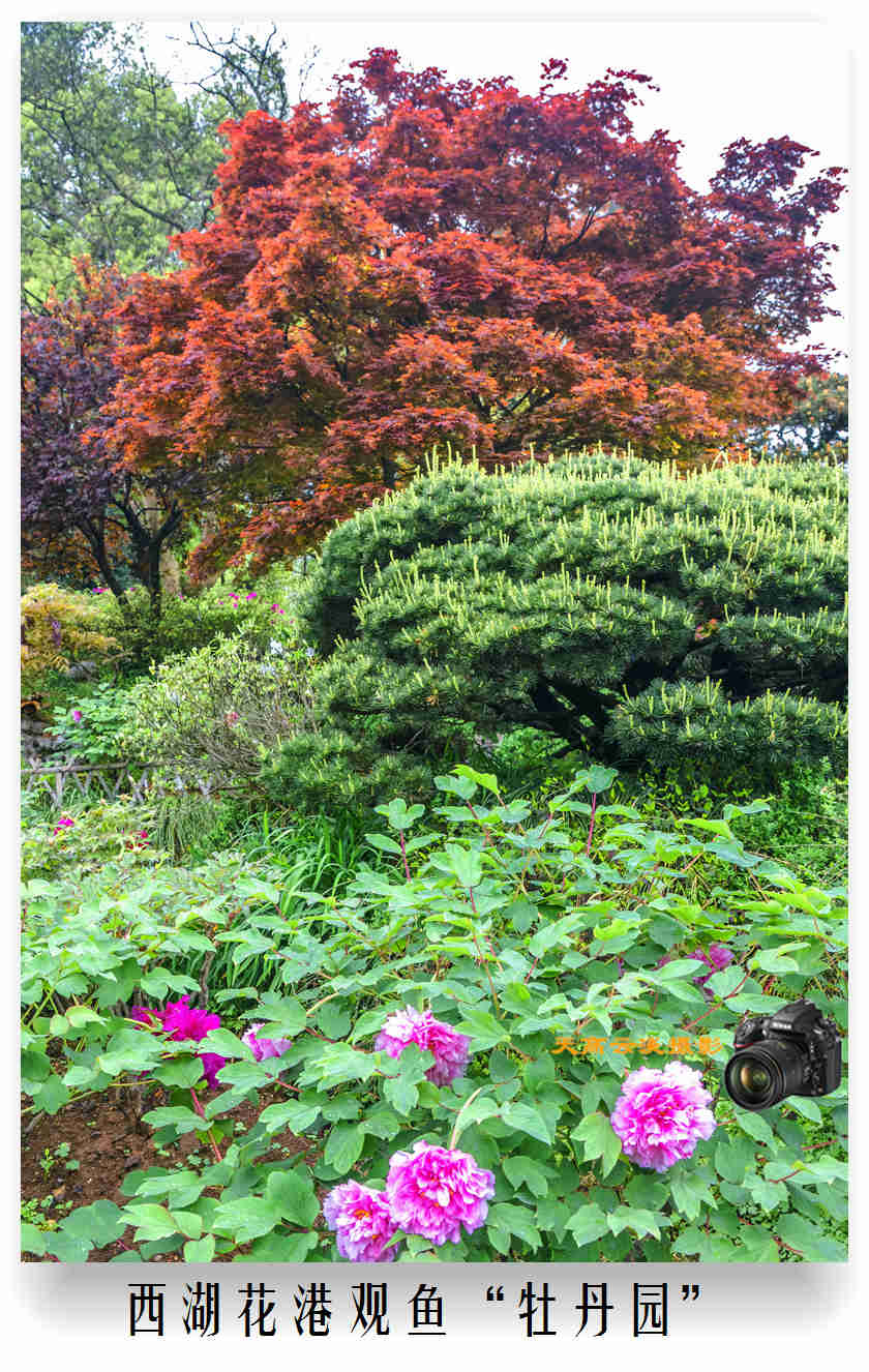 逛西湖"花港观鱼",观光牡丹园