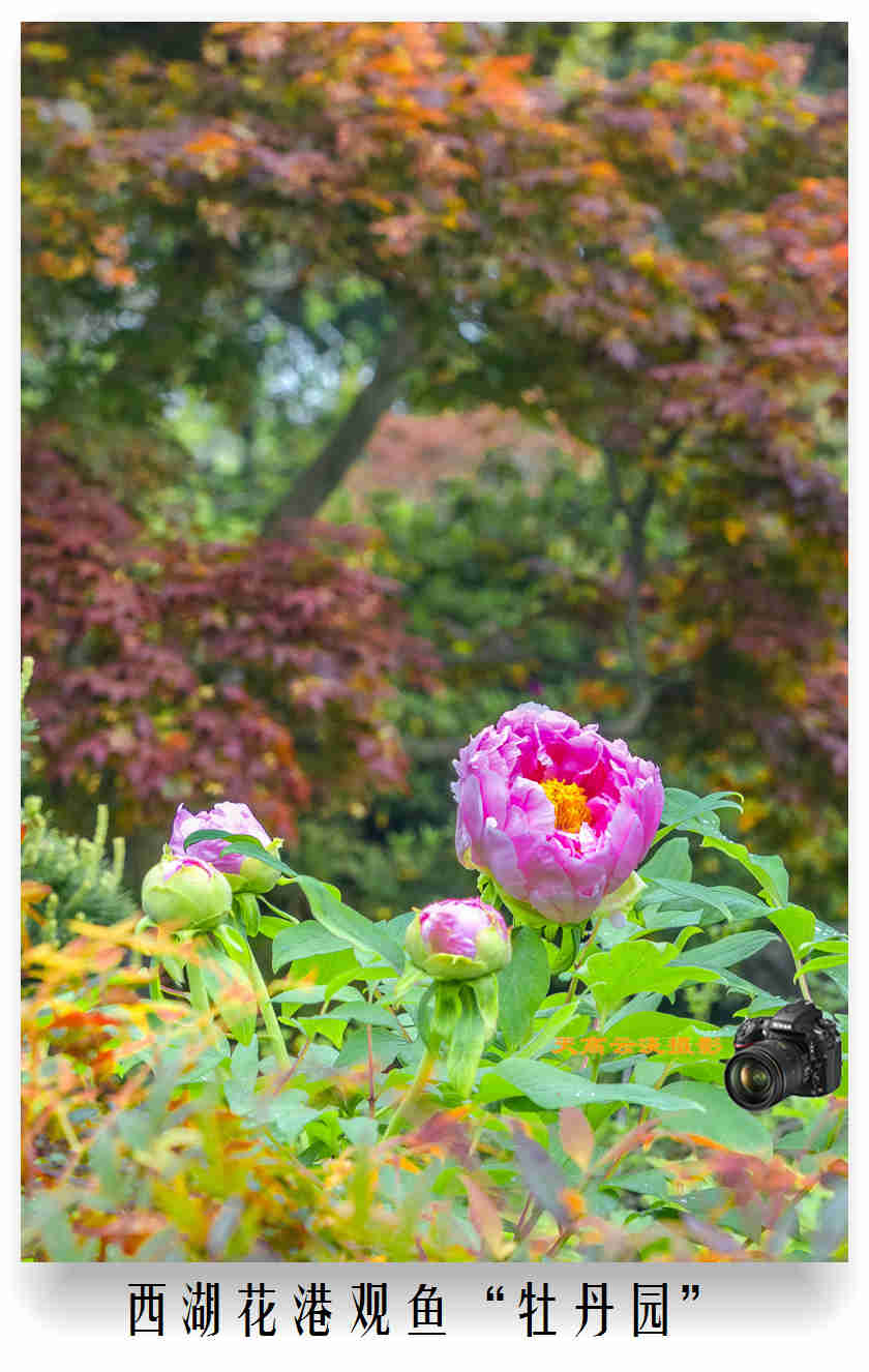 逛西湖"花港观鱼,观光牡丹园