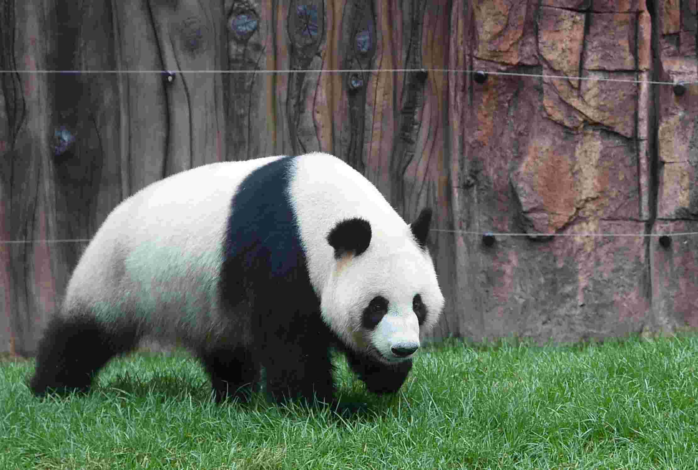 当熊猫村守护使 5万世界最萌旅行费用全免