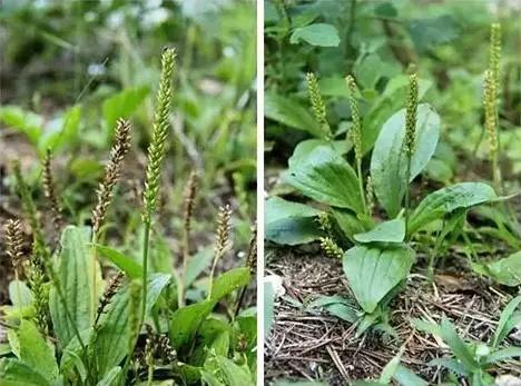 这些野菜随处可挖,都是抗癌大王,再不收藏就错过了!