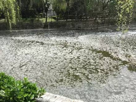 像极了冬日的白雪,每当春季到来柳絮纷飞,"灞柳风雪"是著名的关中八景