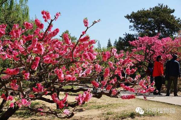 4月16日植物园桃花仙子邀您桃花源中辨桃花