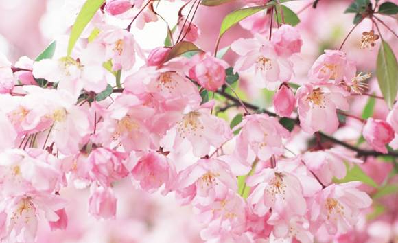 『涨姿势』你可知道樱花的花语?