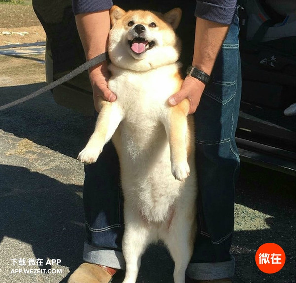 12 张图证明柴犬就是个行走的表情包