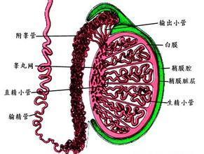 男性输精管道梗阻如何治疗