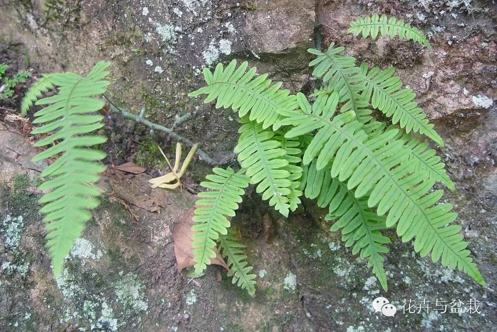 野外常见的蕨类植物,踏青的收获