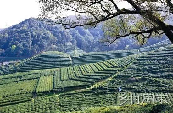 采茶,制茶,品茶,春天必去的九大茶场