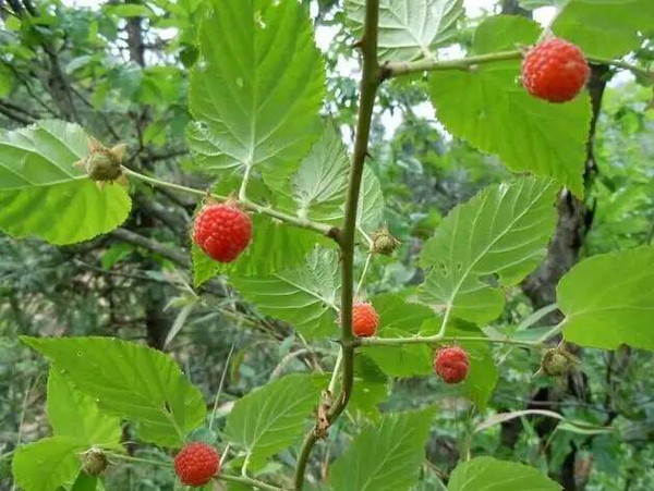 蒿秧泡儿▲学名刺莓果酸甜可口是童年最爱之一 野柿子▲山里