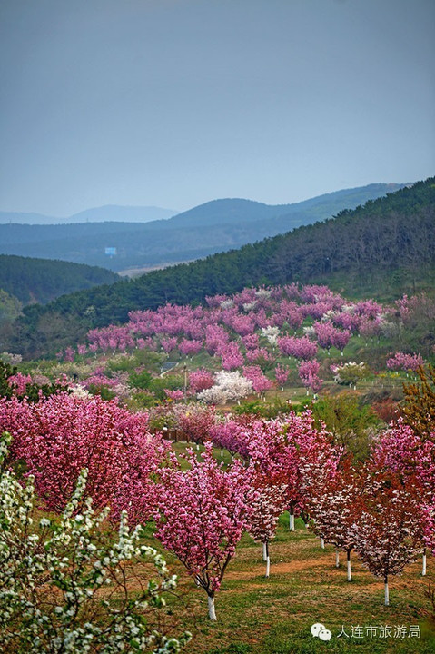 【本市旅游】第八届中国大连(旅顺)樱花节4月22日绽放