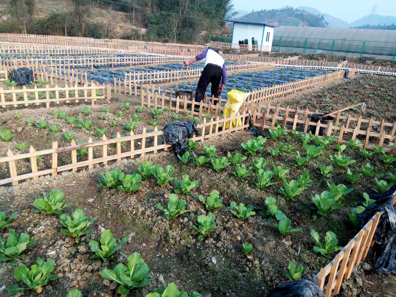 农场位于贵州遵义周边,占地80余亩,是集私人土地租凭,有机种植,特色