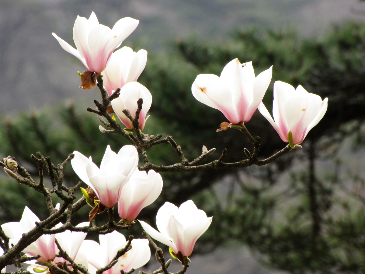 黄山之巅,正在怒放中的黄山木兰花