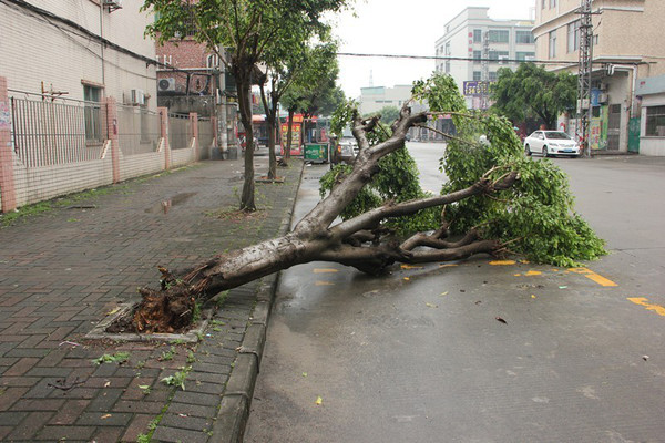 【快讯】暴风雨掠过:树倒枝断 小车被砸