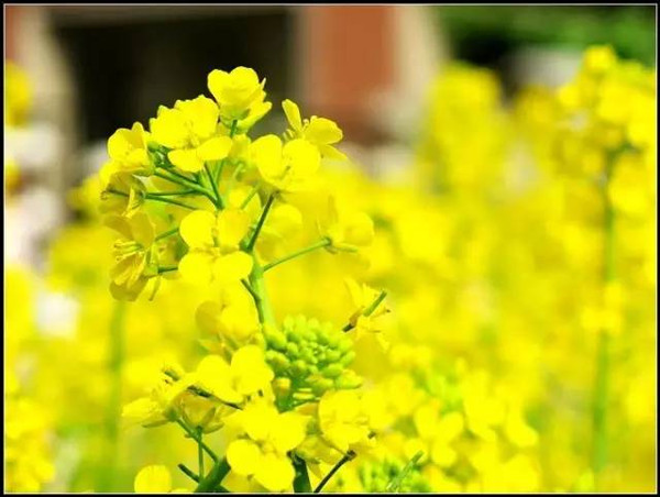 其实这种花是"棵白菜" 尽管它们也开着黄色花朵 "身高"和油菜花相似