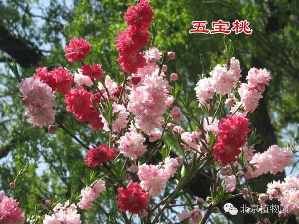『北京植物园』相约在桃花盛开的植物园