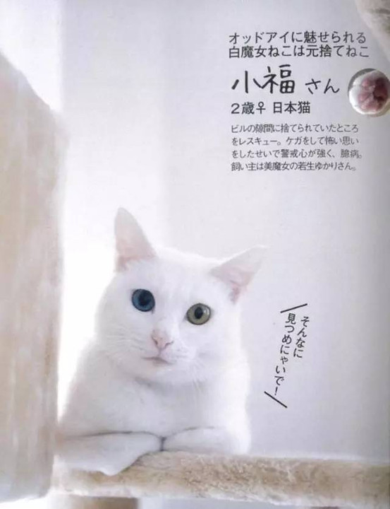 错过了当网红的年纪?日本杂志教你打造网红猫!