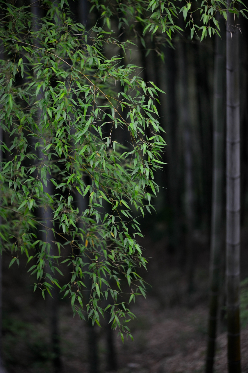 走进西九华山禅韵悠悠的田园画卷