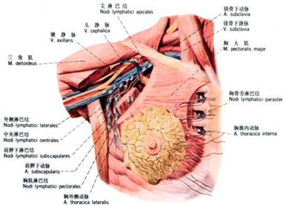 没有任何科学证据表明穿着胸罩会影响淋巴系统,也没有证据表明淋巴