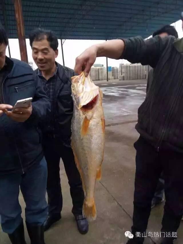 舟山衢山岛渔民捕获特大野生大黄鱼 重达7斤多