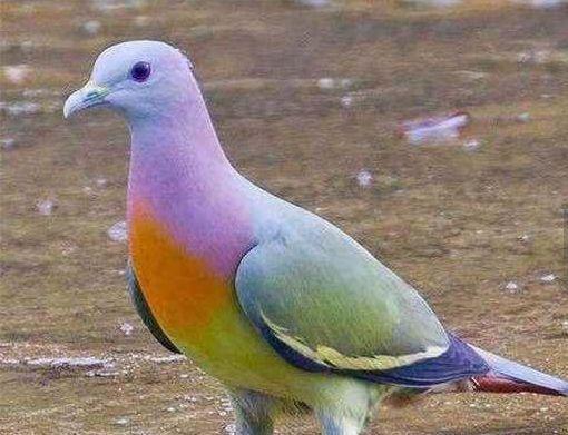 32种奇珍异兽之粉红色领绿鸽 也称为水果鸽子,分布于东南亚.