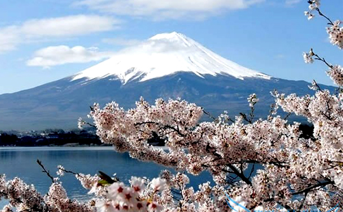 去日本旅游日本哪里的樱花最好看?