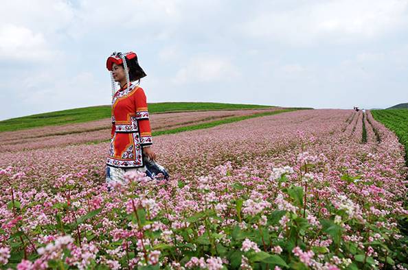 威宁县板底乡雄英村种植的5000亩荞麦花7,8月盛开时,粉红色的甜荞花与