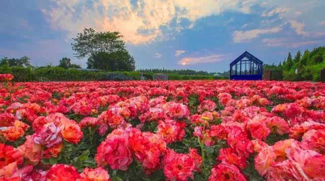 拥有1500种以上法国进口稀世玫瑰的法式庄园   由法国设计师"