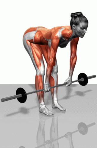 背部肌肉群如何的训练?健身中背部训练的计划